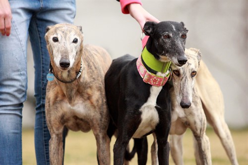 Galgo se může venčit jen na vodítku, jinak začne lovit