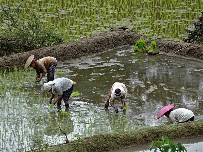 Dobrou úrodu rýže zajistí výhradně ženské zkušenosti