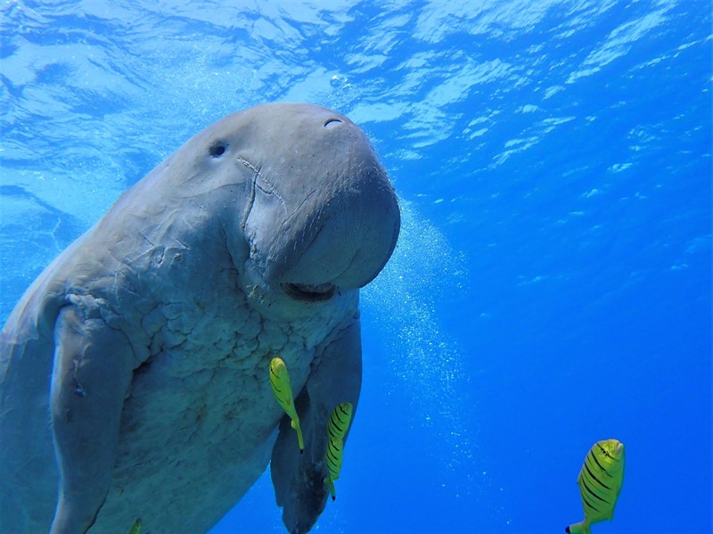 Skvělý snímek Čeňka Petruchy: Dugong, neboli mořská kráva. Každé ráno připlaval za námi do zátoky Abu Dabbab v Egyptě. Jak při šnorchlování, tak při potápění s přístrojem