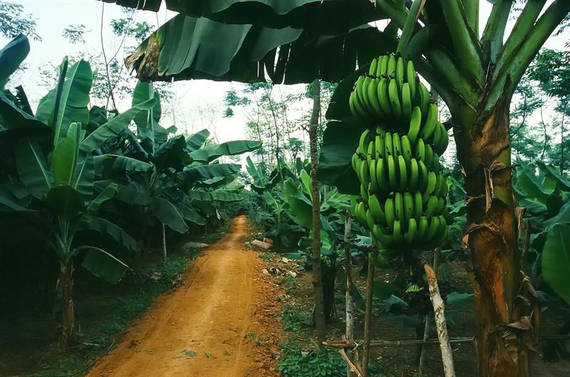 Banánová plantáž  v Bangladéši