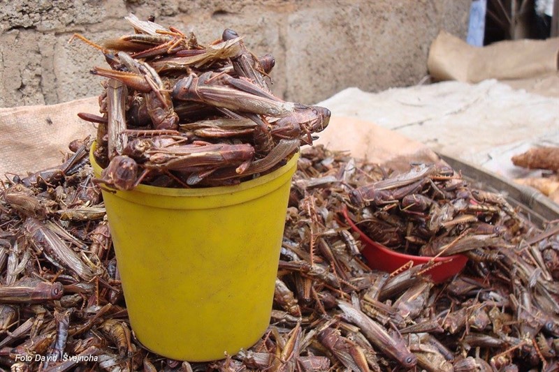 Sušená sarančata na africké tržnici