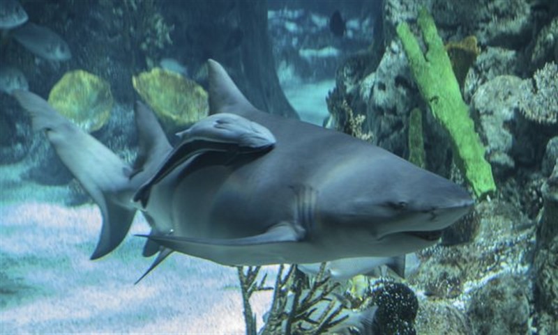 Žralok bělavý | http://animals.mom.me/unusual-lake-nicaragua-shark-7782.html