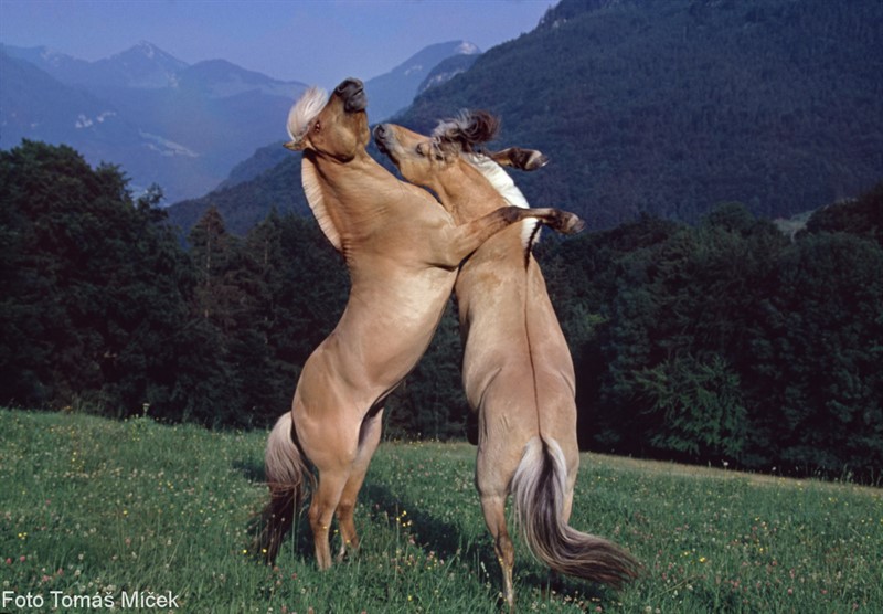 Fjordský kůň, plemenní hřebci při hravém souboji, Bavorsko