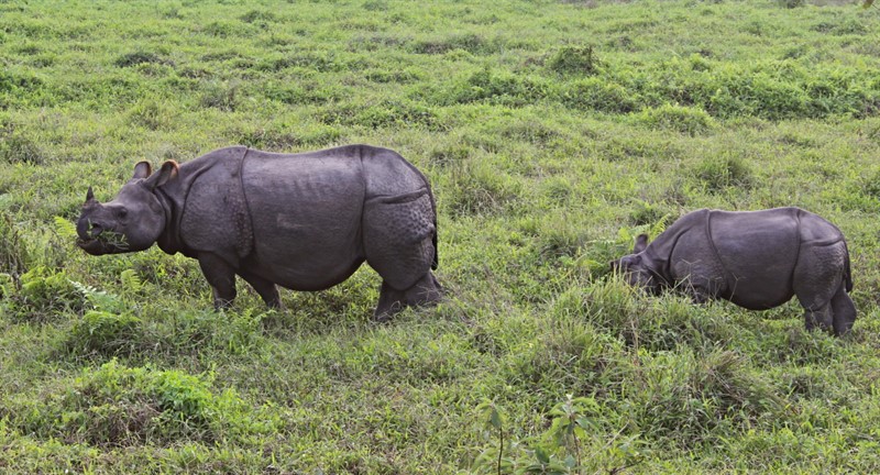 Nosorožci - a hodně zblízka