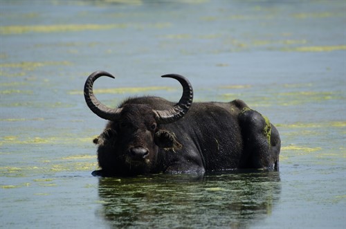 vodní buvol | http://blog.londolozi.com