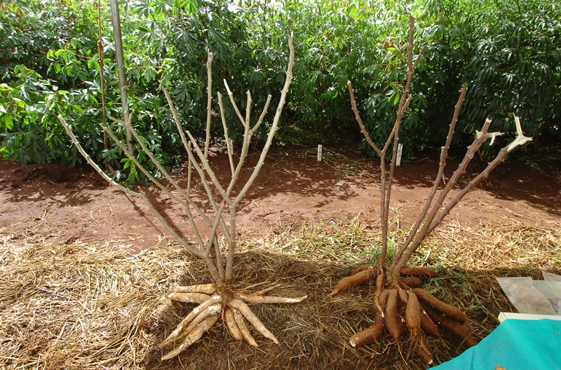 Foto yuca cassava neboli maniok jedlý - Mimochodem maniok je základní potravou stále více než půl miliardy lidí. | http://survivalgardener.com