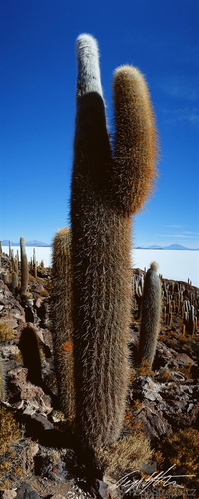 Bolívie – Salar de Uyuni, Pescado Incawasi 