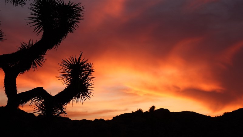 ...nebo v Národním parku Joshua Tree v Kalifornii 