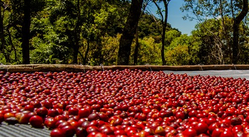 Sbírají se pouze zralá kávová zrna, zelená zůstávají na keřích. Nejlepší keňská káva pochází z úbočí Mount Kenya | http://kimanicoffee.com/